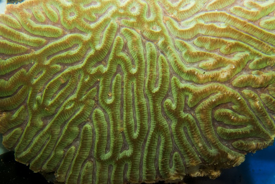 Colse up of a Brain Coral in Aquarium
